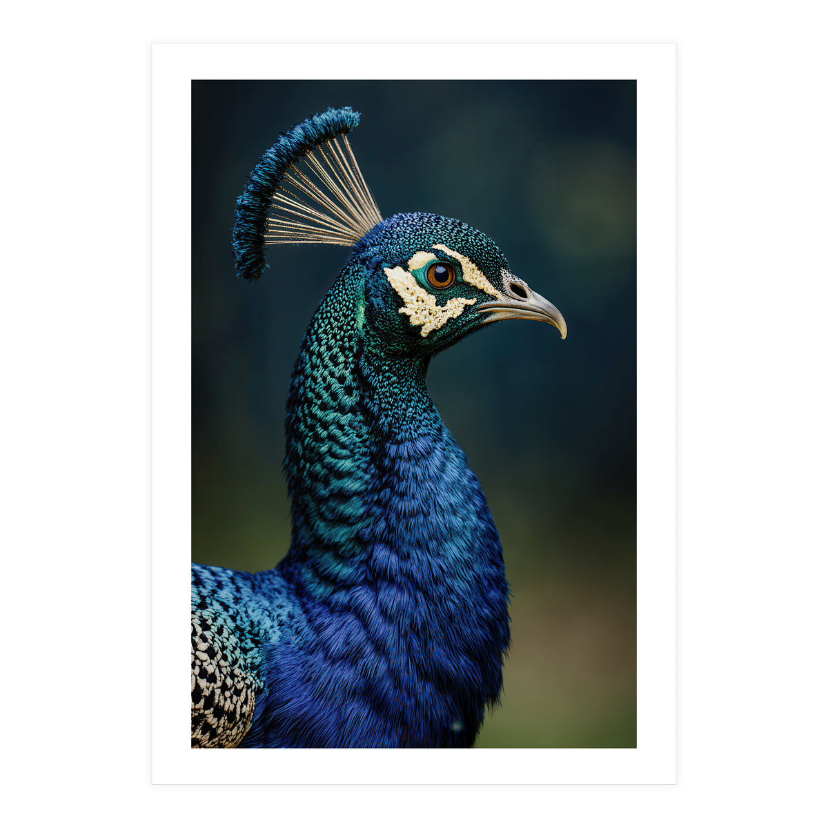 Peacock Portrait Photography (Print Only)