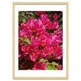 Pink Bougainvillea Flowers thumbnail