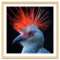Secretary Bird