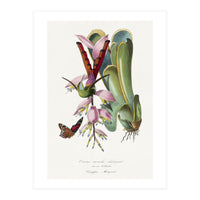 Paul Gervais – Hummingbird Painting (1842) (Print Only)
