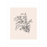 Acacia Botanical illustration (Print Only) thumbnail