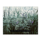 Photography - Summer Garden (Print Only) thumbnail