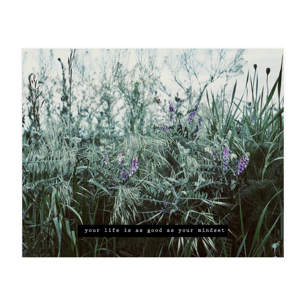 Photography - Summer Garden (Print Only)