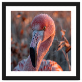 Close Up Of A Pink Flamingo Head In Sunlight thumbnail