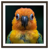Close Up Sun Conure Parrot Portrait Eyes thumbnail