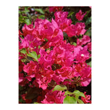 Pink Bougainvillea Flowers (Print Only) thumbnail