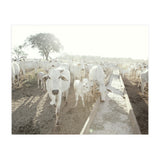 LIVING TOGETHER - WHITE COWS FAMILY (Print Only) thumbnail