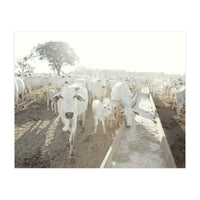 LIVING TOGETHER - WHITE COWS FAMILY (Print Only)