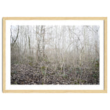Lost in the birch forest thumbnail