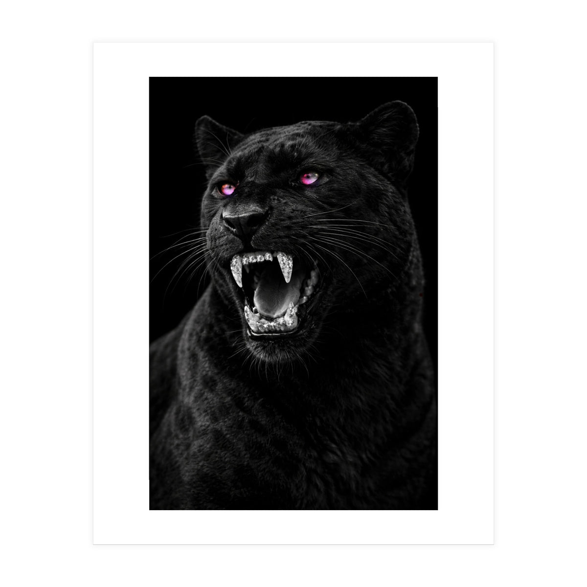Black leopard with colorful eyes portrait (Print Only)