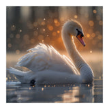 Majestic Swan Gliding On Water During Sunset Golden Hour Wildlife (Print Only) thumbnail