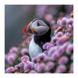 Atlantic Puffin Amidst Pink Heather Flowers (Print Only) thumbnail