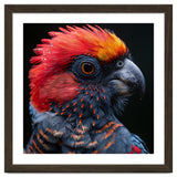 Black Palm Cockatoo Bird Close Up thumbnail