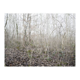 Lost in the birch forest (Print Only) thumbnail