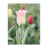 Ethereal Elegance: The soft pink tulip (Print Only)