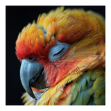 Close Up Of A Sleeping Sun Conure Parrot (Print Only) thumbnail