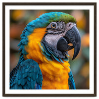 Blue And Yellow Macaw Parrot Close Up Portrait