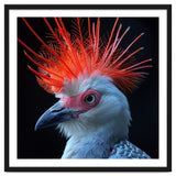 Secretary Bird thumbnail