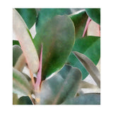 Preconceived Purity (Print Only) thumbnail