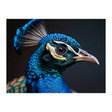 Close Up Peacock Head Blue Green Feather  (Print Only) thumbnail
