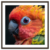 Close Up Sun Conure Parrot Eye Feathers thumbnail