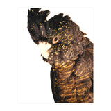 Black Cockatoo  (Print Only) thumbnail