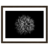Backyard Flowers In Black And White No 48 Flow Version thumbnail