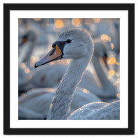 Majestic Swan Close Up With Water Droplets