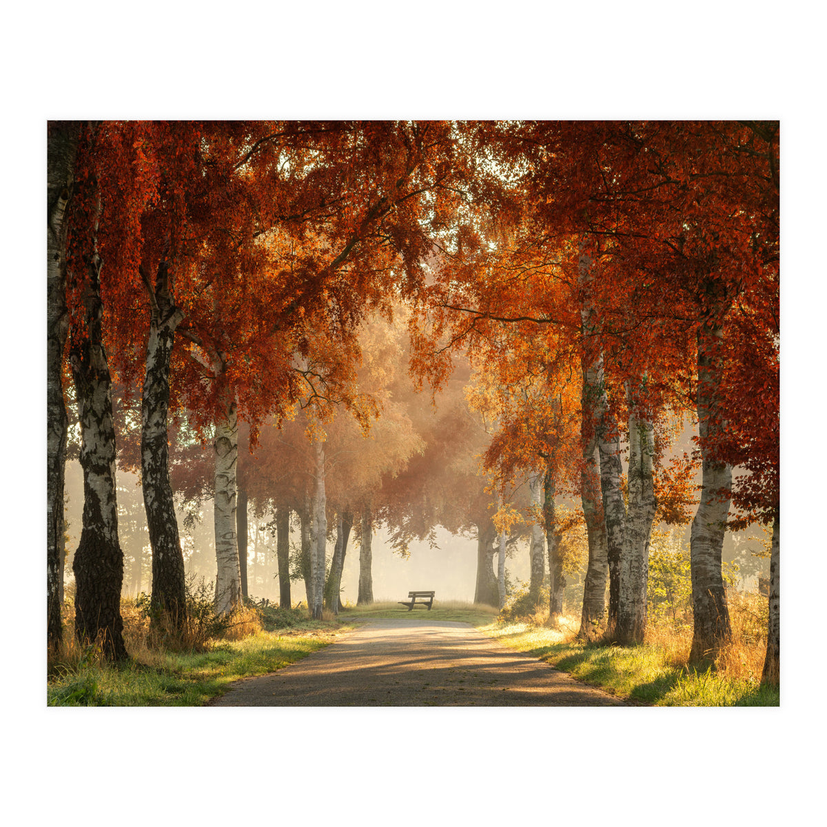 Red autumn (Print Only)