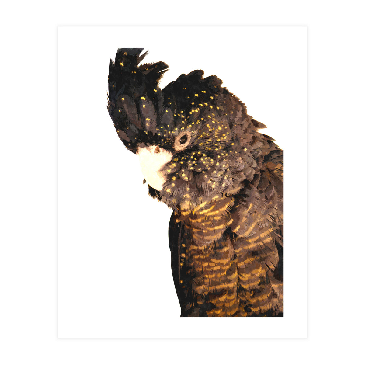 Black Cockatoo  (Print Only)