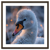 Close Up Frosty Swan Head During Golden Hour thumbnail