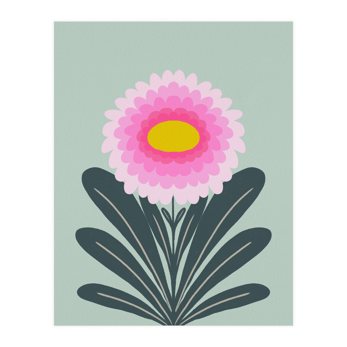 Chrysanthemum - turquoise and pink (Print Only)