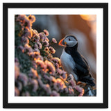 Puffin Bird On Rocks Near Pink Flowers At Sunset thumbnail