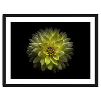 Backyard Flowers No 128 Color Version