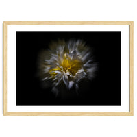 Backyard Flowers No 25 Color Flow Version