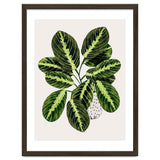 Maranta Plant thumbnail