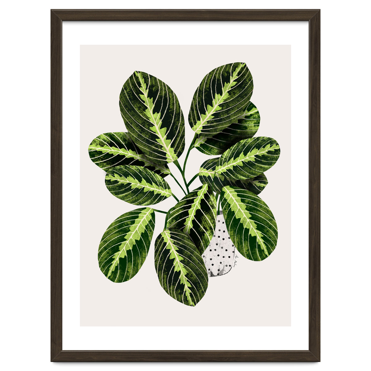 Maranta Plant