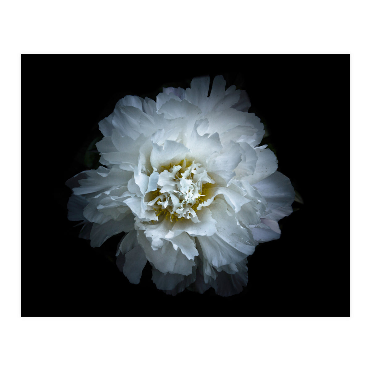 Backyard Flowers No 90 Color Version (Print Only)