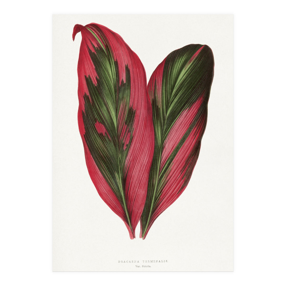 Alexander Francis Lydon & Benjamin Fawsett – Pink Dracaena Terminalis Leaf (1865) (Print Only)