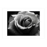 Ethereal Monochromatic Rose Petal Macro (Print Only) thumbnail