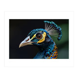 Close-up of a Peacock’s Head (Print Only) thumbnail