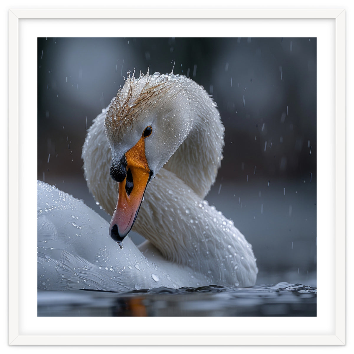 White Swan Bird With Water Droplets In Rain