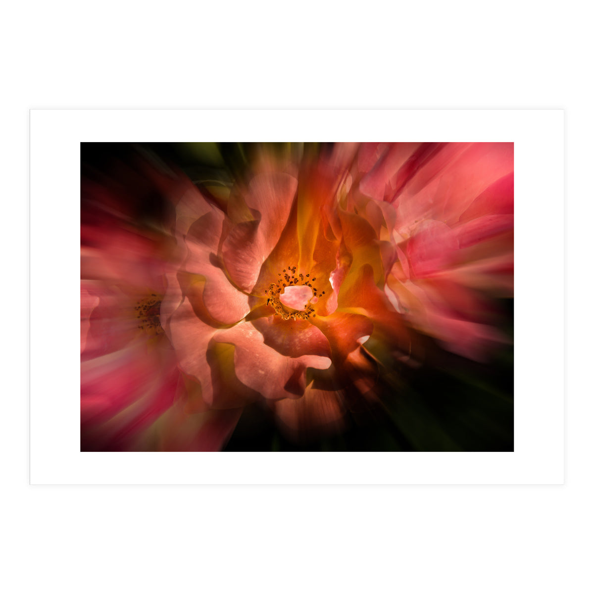 Backyard Flowers No 40 Color Flow Version (Print Only)