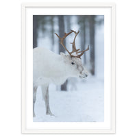 Portrait of a reindeer