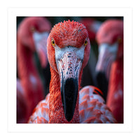 Close Up Of A Flamingo Bird Face, Pink Feathers (Print Only)