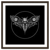 Deaths Head Moth thumbnail
