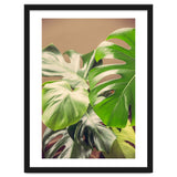 Monstera Mix thumbnail