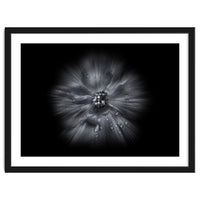 Backyard Flowers In Black And White No 66 Flow Version