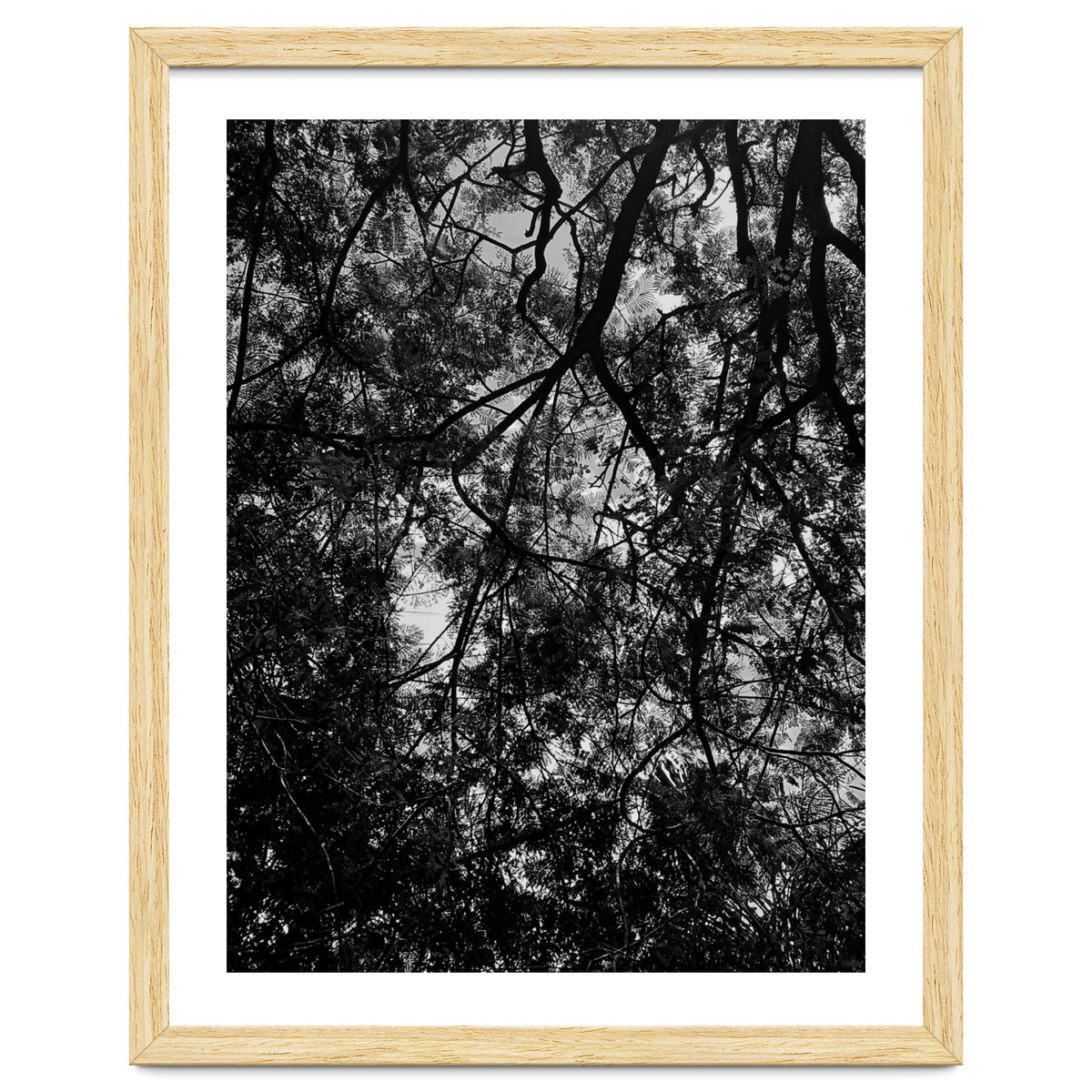 Tree From Below Black Silhouette