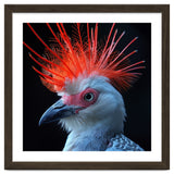 Secretary Bird thumbnail